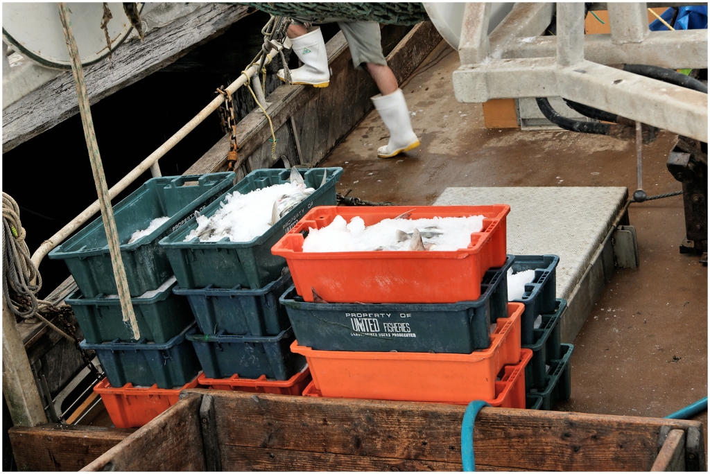 02 - Akaroa (04).jpg